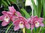 Tinonee-orchids-II 012